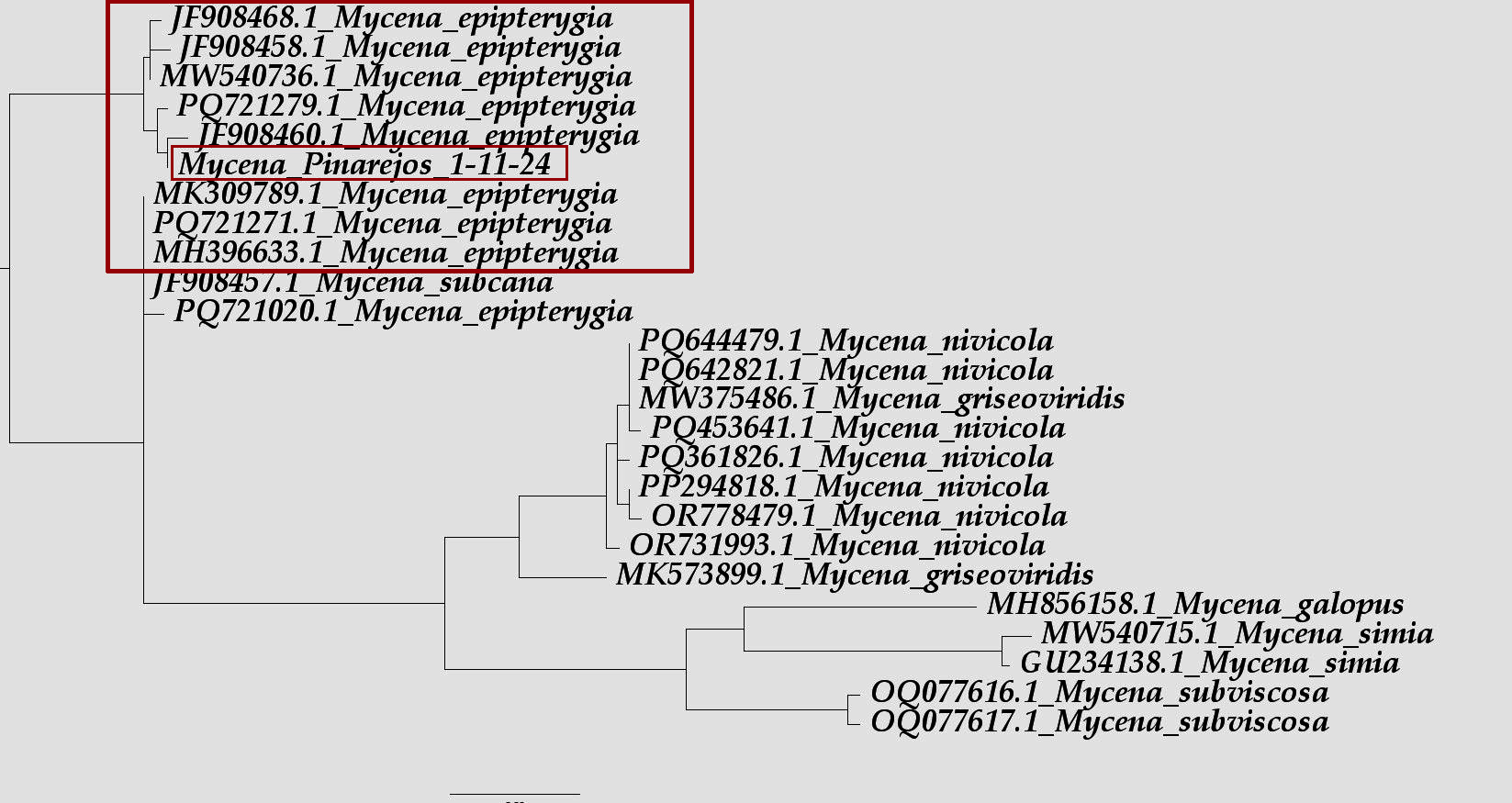 Arbol filogenético.JPG