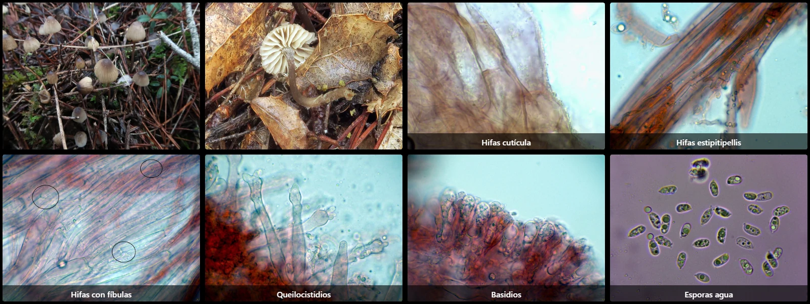 Microscopía de Mycena galopus