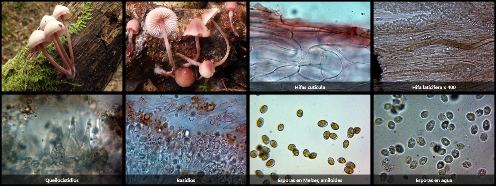 Microscopía de Mycena haematopus