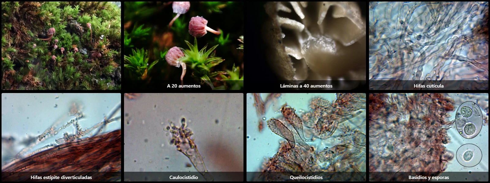Microscopía de Mycena meliigena
