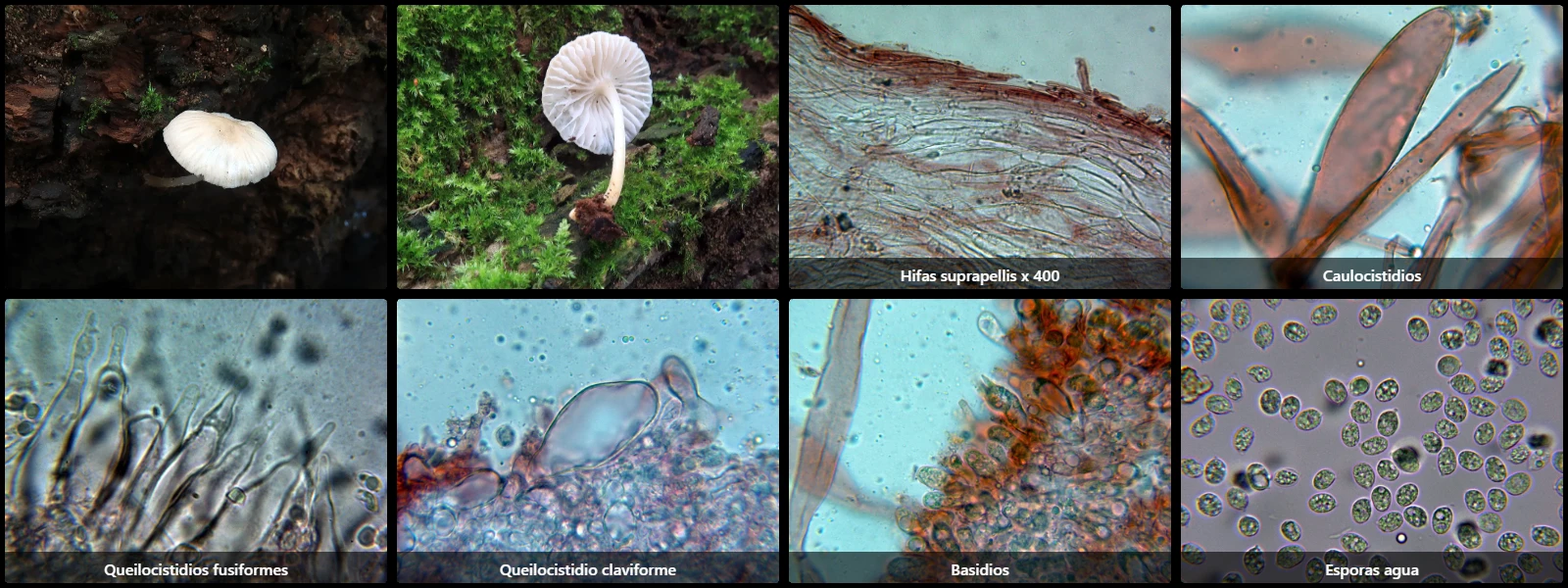 Microscopía de Mycena niveipes
