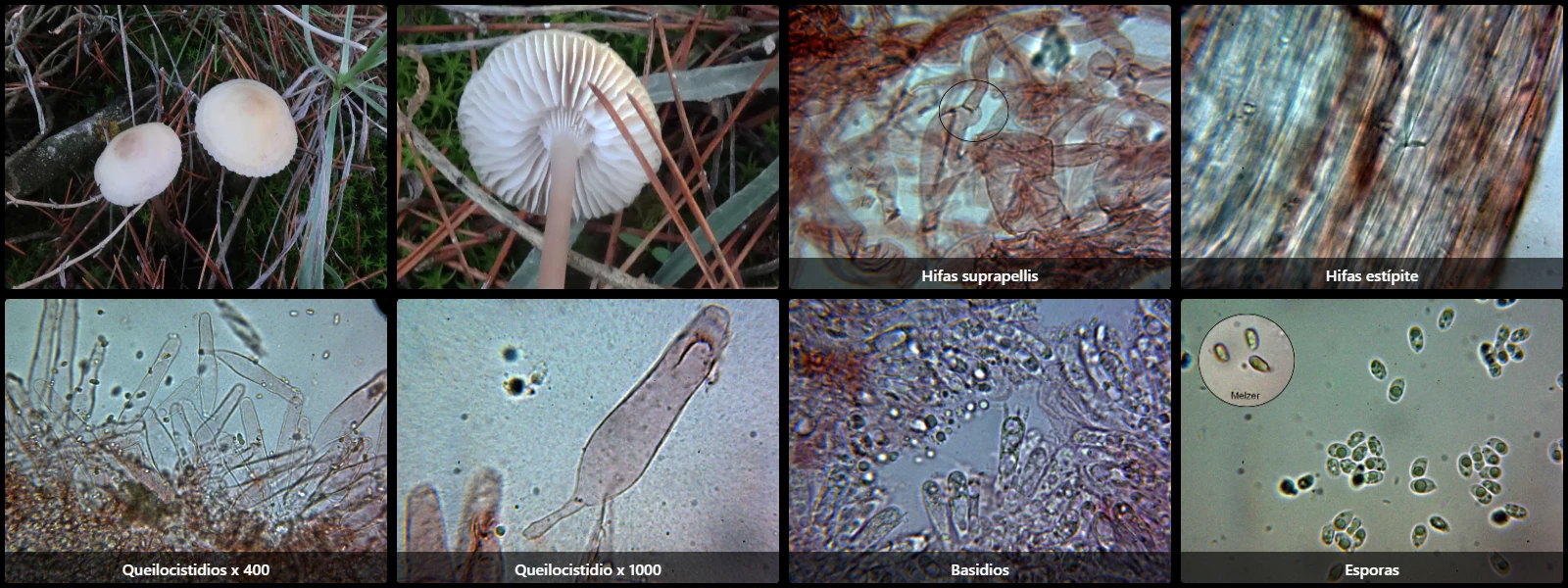 Microscopía de Mycena pearsoniana