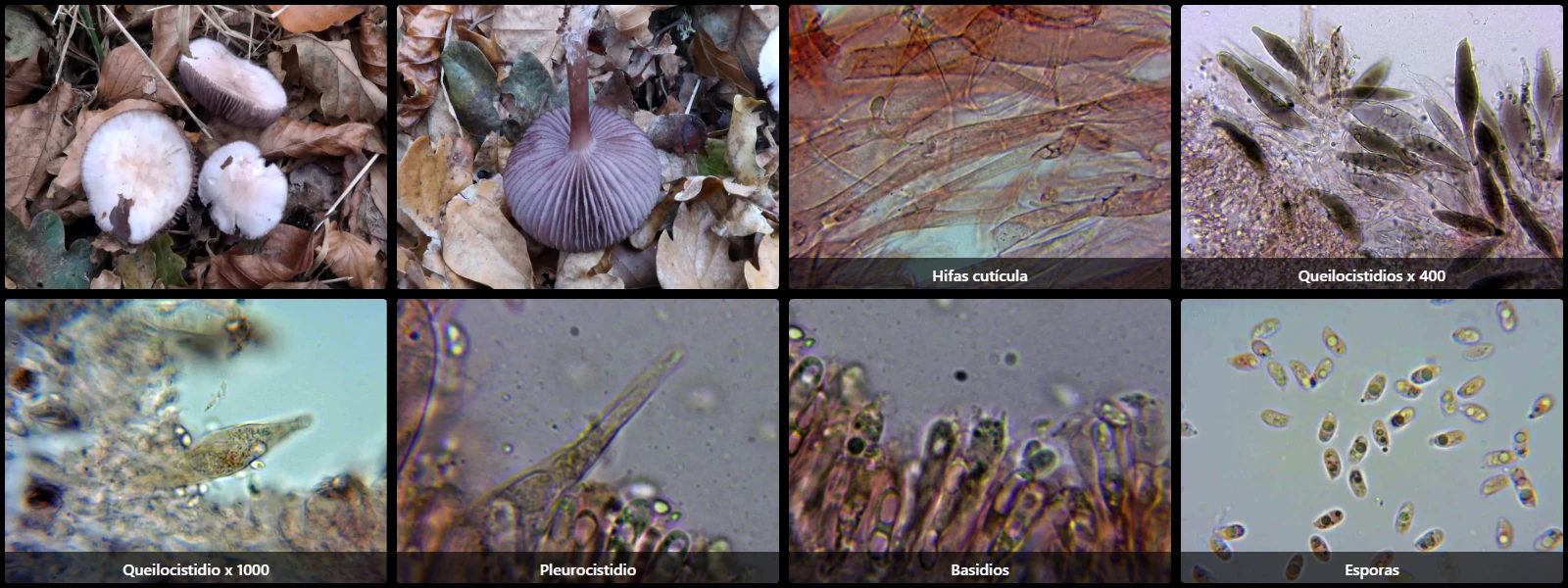 Microscopía de Mycena pelianthina
