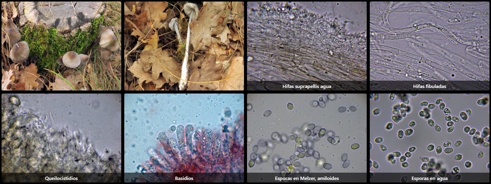 Microscopía de Mycena polygramma
