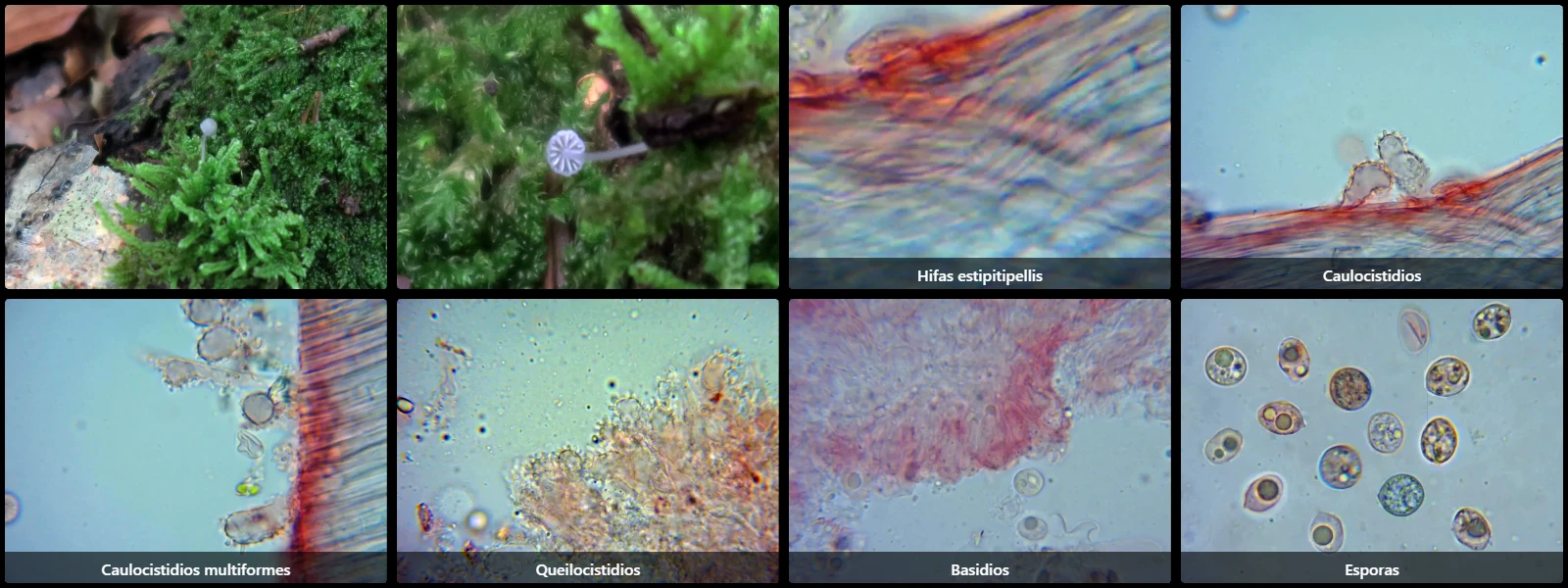 Microscopía de Mycena pseudocorticola