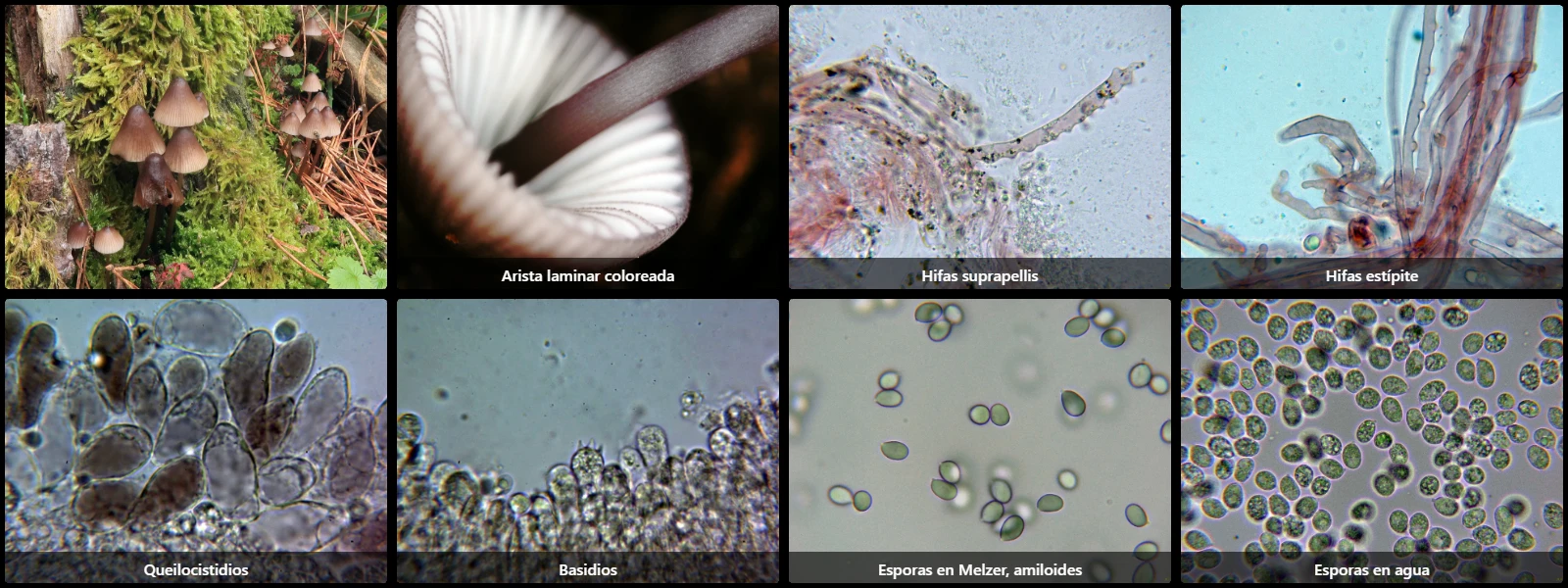 Microscopía de Mycena purpureofusca