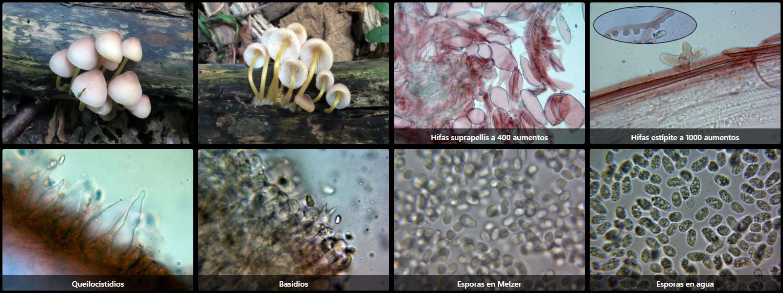 Microscopía de Mycena renati