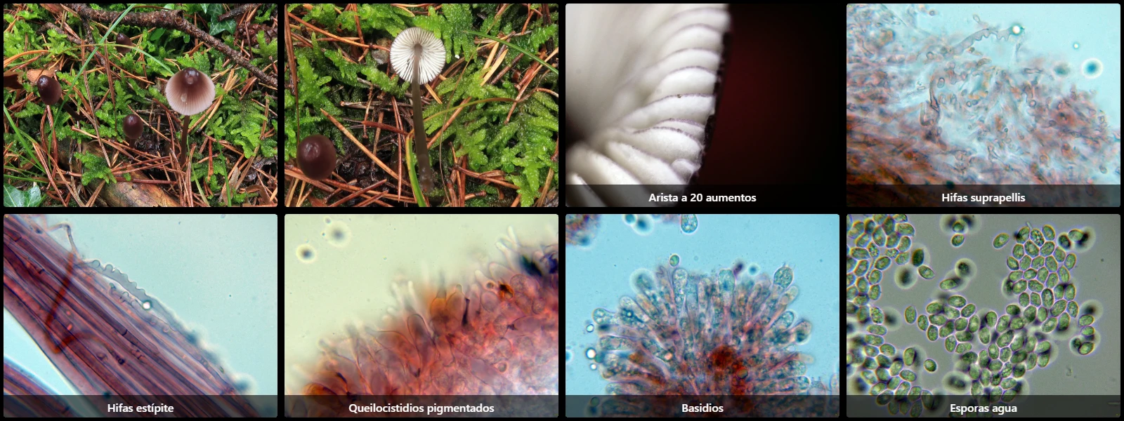 Microscopía de Mycena rubromarginata