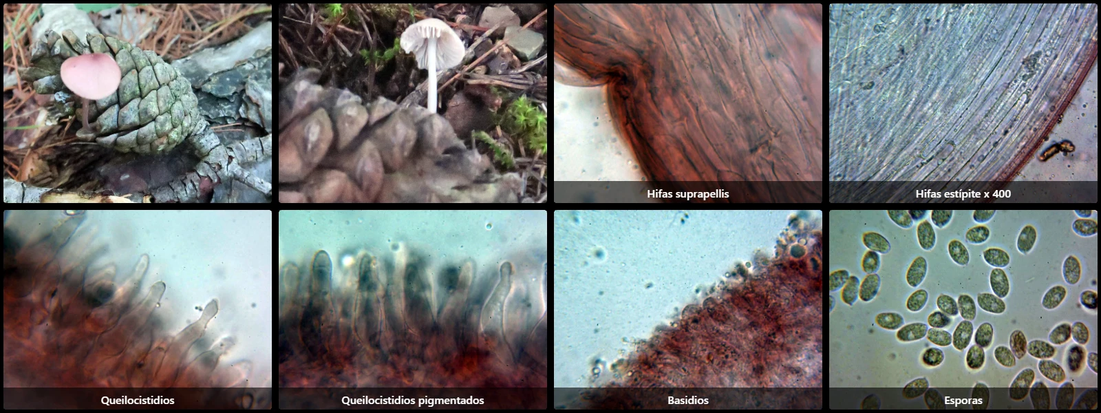 Microscopía de Mycena seynii