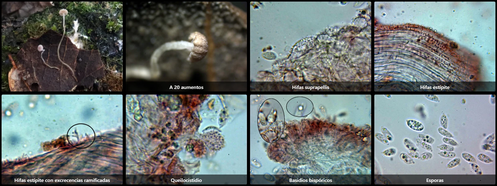 Microscopía de Mycena smithiana