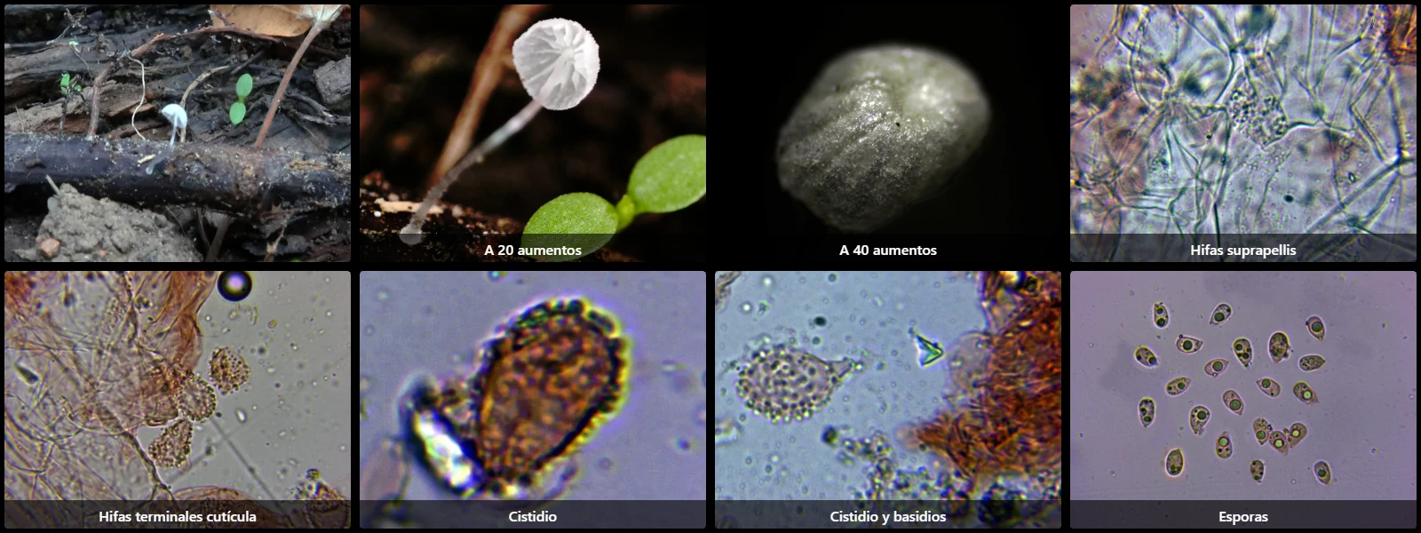 Microscopía de Mycena tenerrima