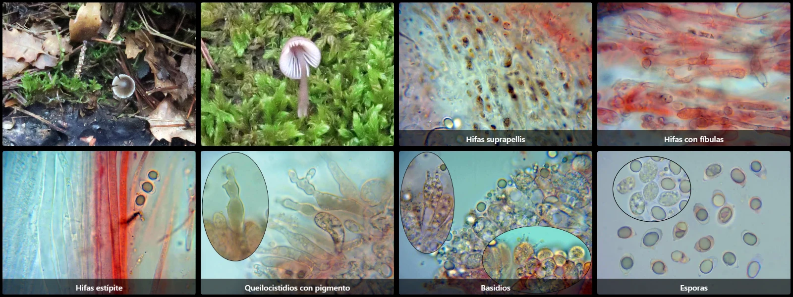 Microscopía de Mycena viridimarginata