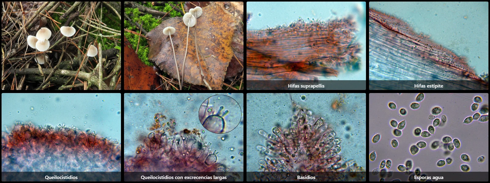 Microscopía de Mycena xantholeuca