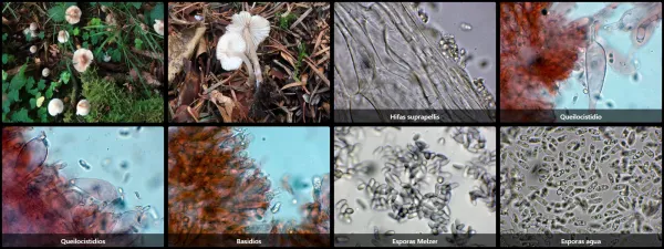 Microscopía de Mycena zephirus