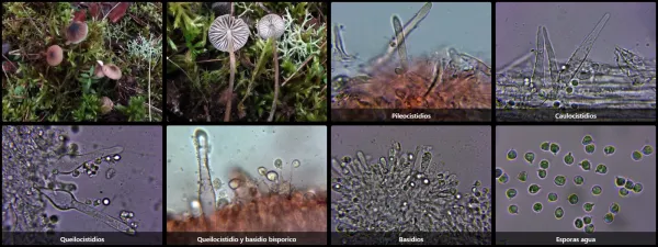 Microscopía de Mycenella salicina