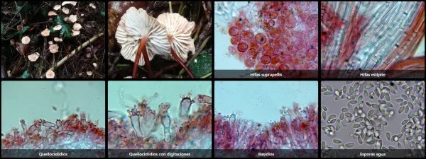 Microscopía de Mycetinis scorodonius