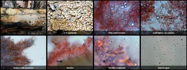 Microscopía de Mycoacia aurea