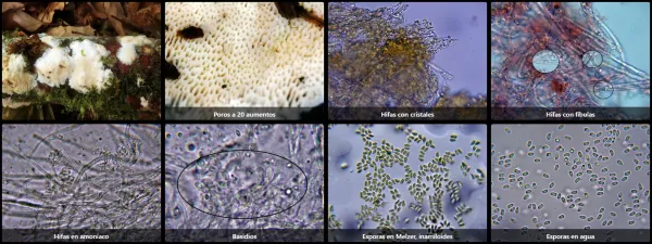 Microscopía de Mycoacia gilvescens
