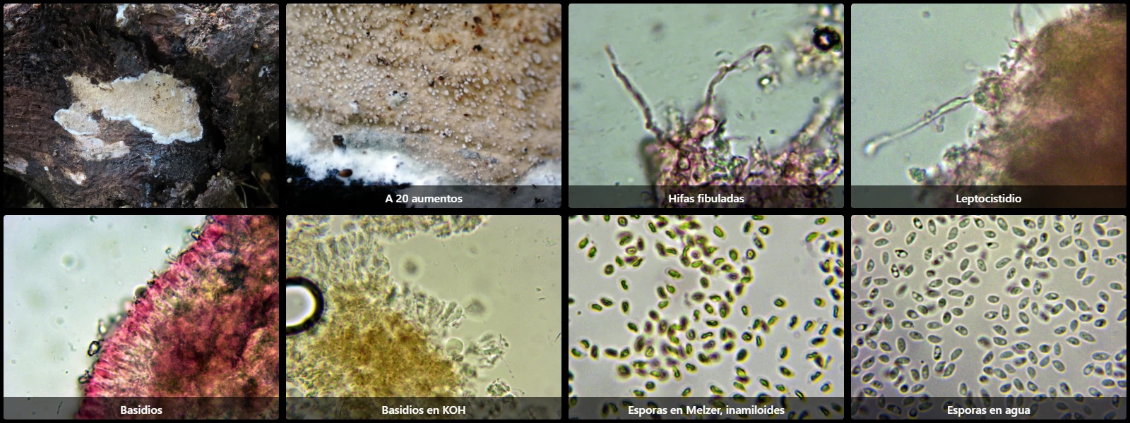 Microscopía de Mycoacia livida