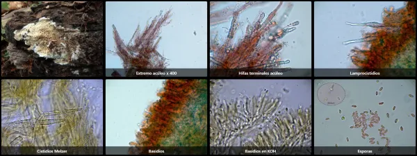 Microscopía de Mycoacia nothofagi