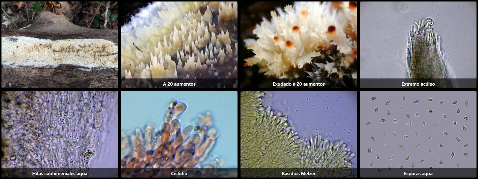 Microscopía de Mycoacia uda