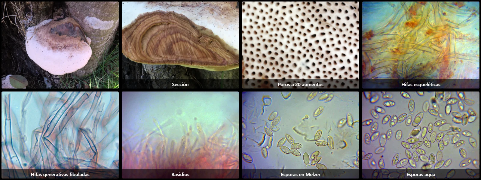 Microscopía de Navisporus floccosus