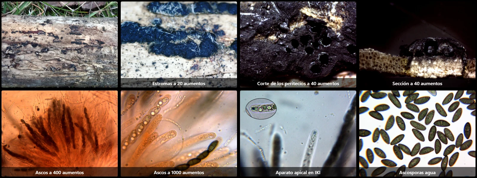 Microscopía de Nemania aenea