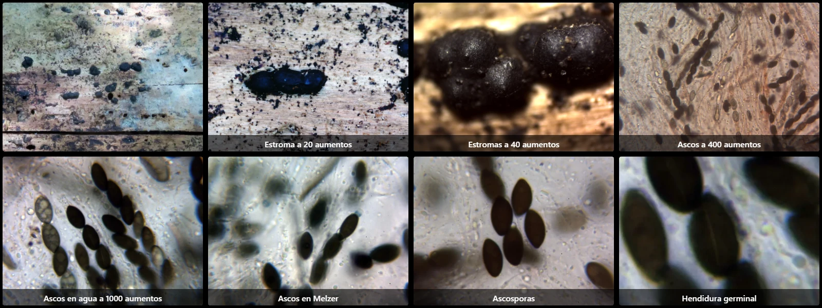 Microscopía de Nemania confluens