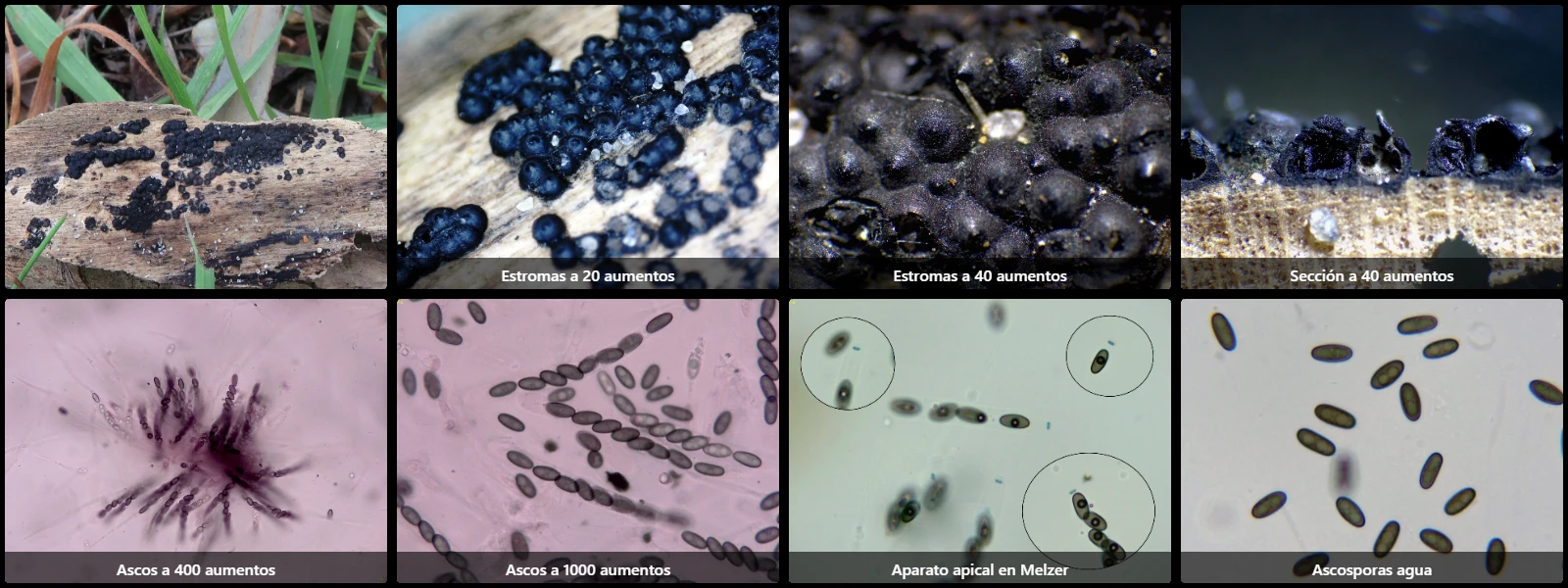 Microscopía de Nemania maritima