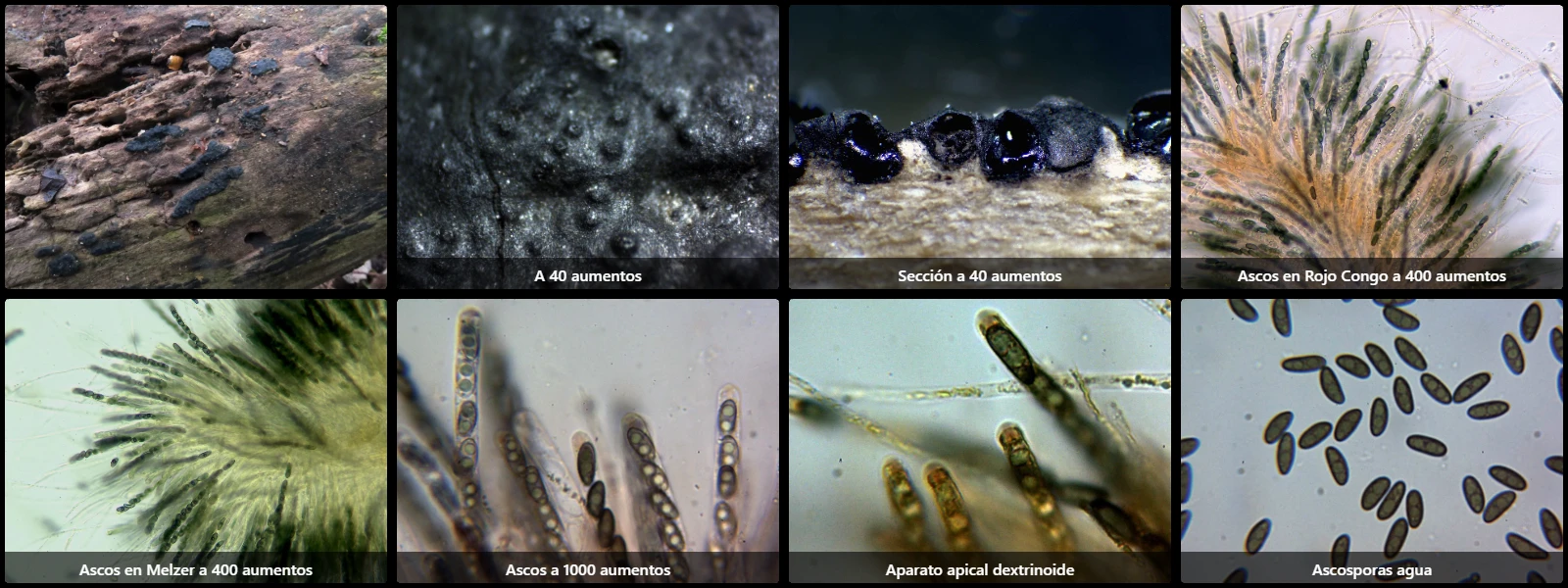 Microscopía de Nemania serpens