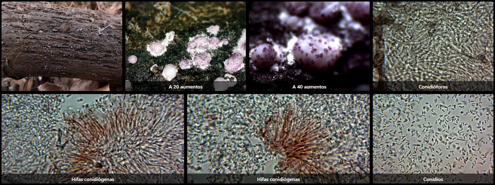 Microscopía de Neobulgaria koningiana
