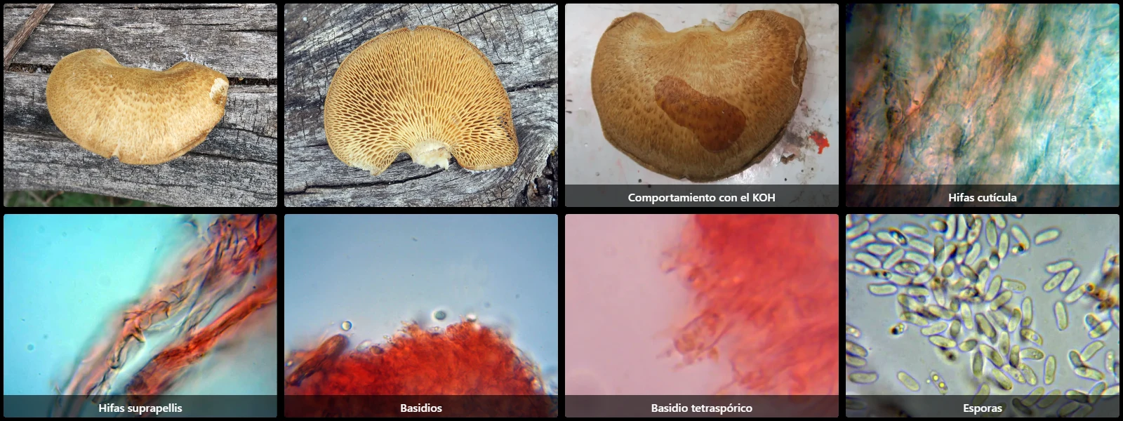 Microscopía de Neofavolus alveolaris