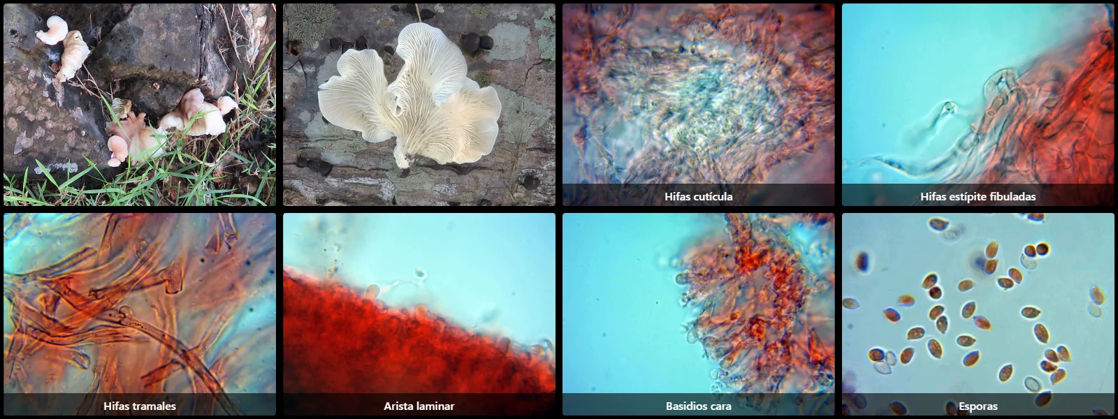 Microscopía de Neonothopanus hygrophanus