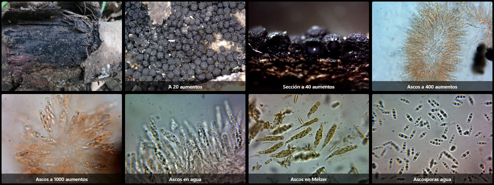 Microscopía de Nitschkia grevillii