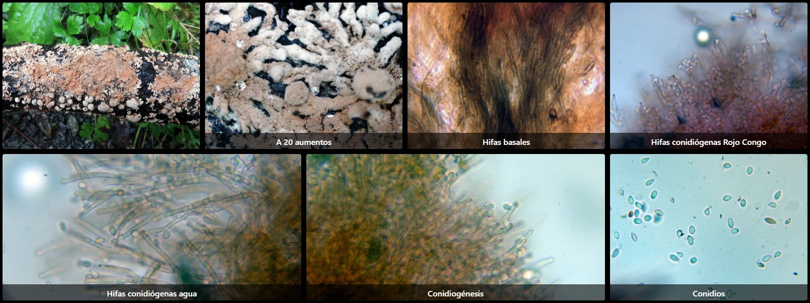 Microscopía de Nodulisporium umbrinum