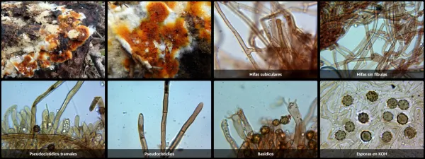 Microscopía de Odontia fibrosa