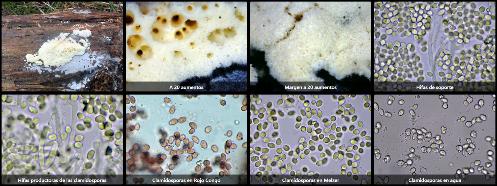 Microscopía de Oligoporus rennyi