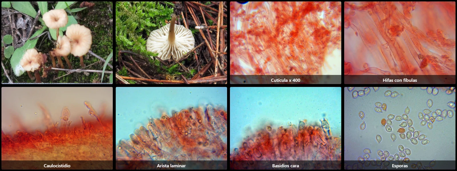 Microscopía de Omphalina pyxidata