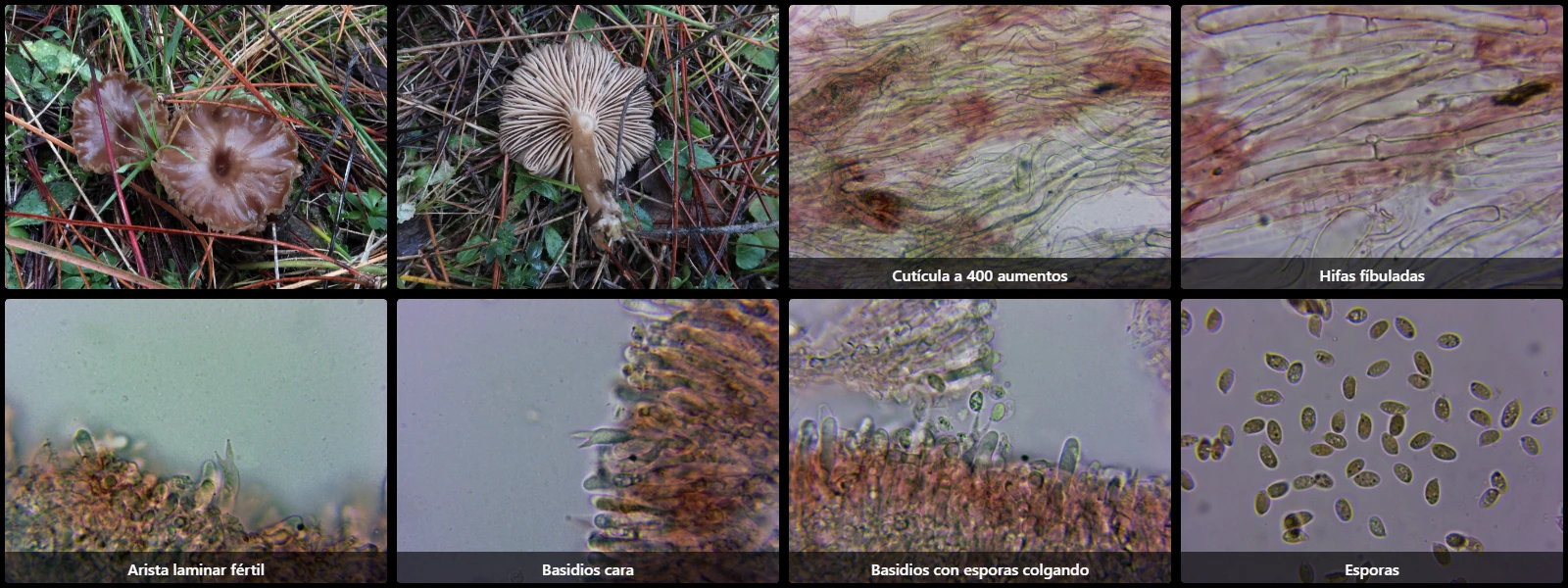 Microscopía de Omphalina subhepatica