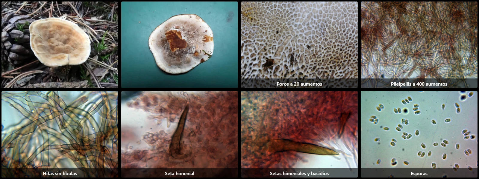 Microscopía de Onnia tomentosa