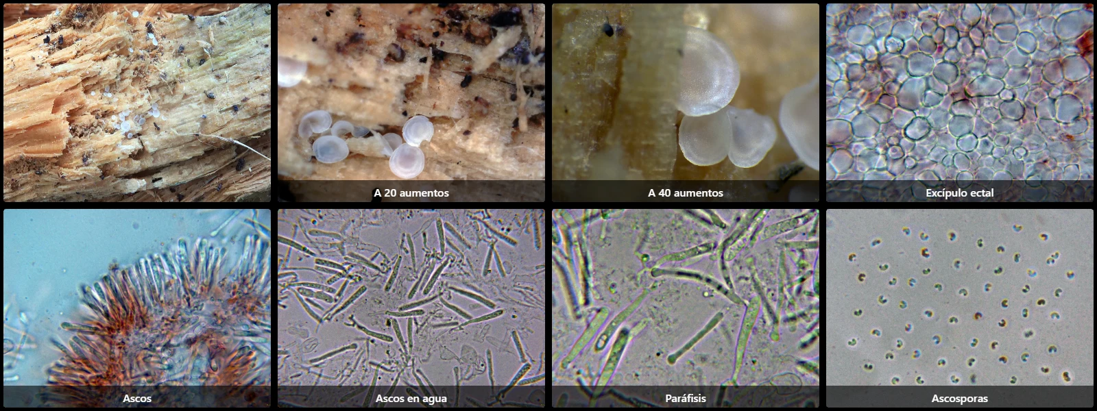 Microscopía de Orbilia leucostigma