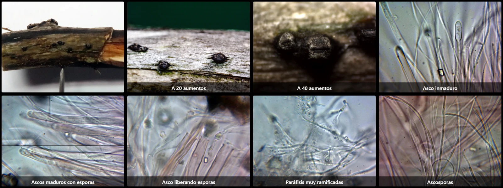 Microscopía de Ostropa barbara