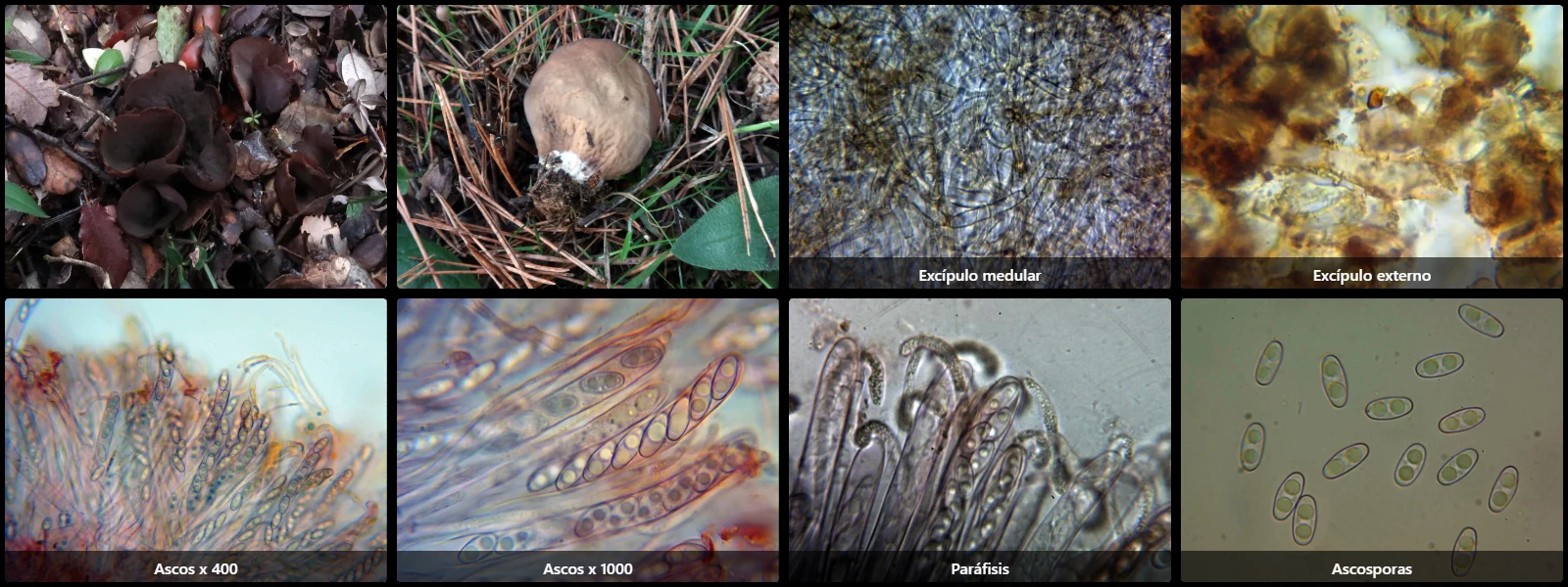 Microscopía de Otidea cochleata