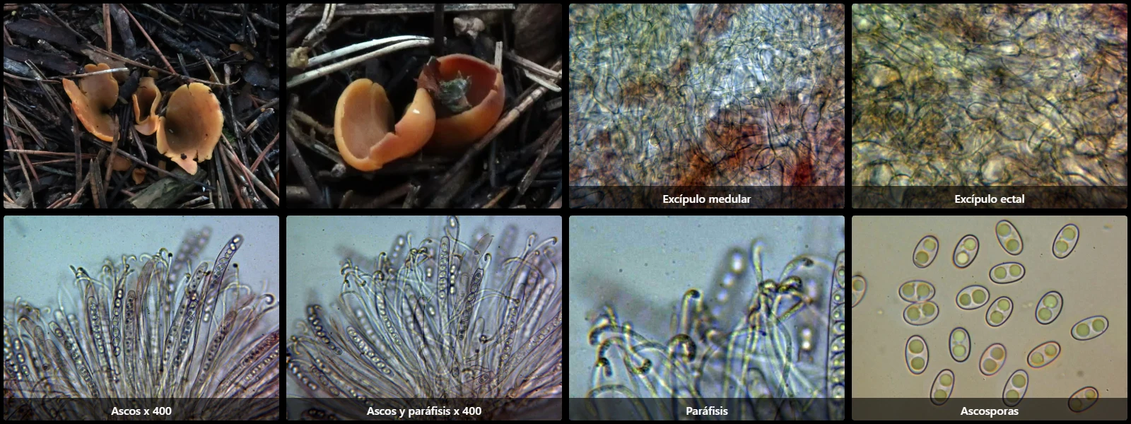 Microscopía de Otidea formicarum