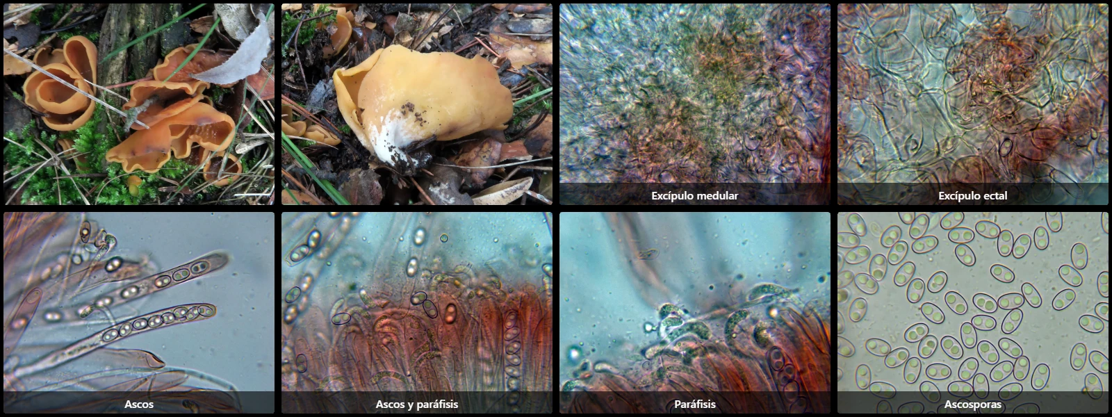 Microscopía de Otidea microspora