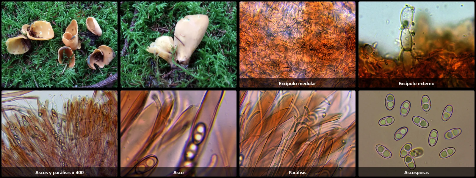 Microscopía de Otidea onotica