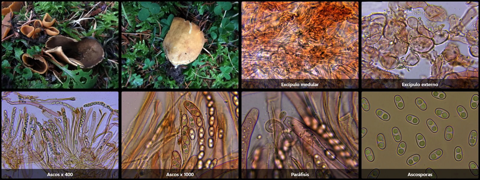 Microscopía de Otidea subformicarum