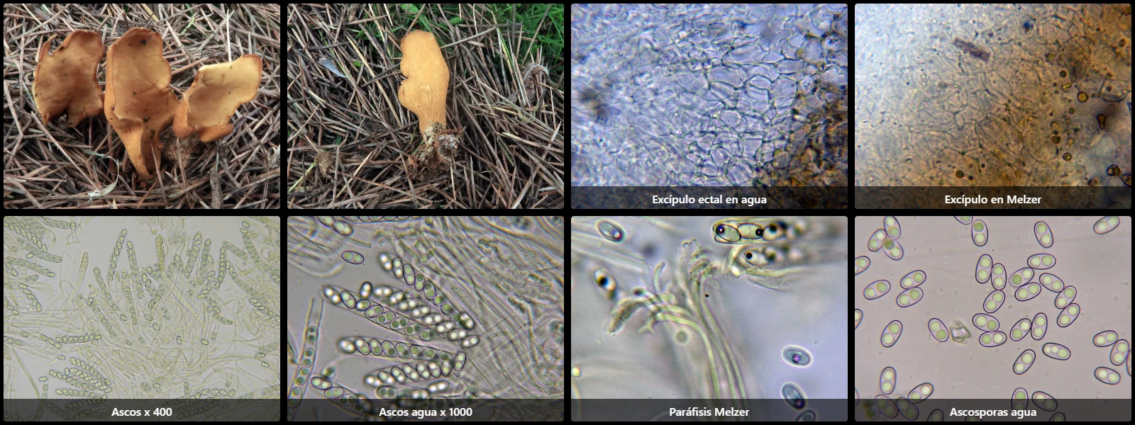 Microscopía de Otidea tuomikoskii