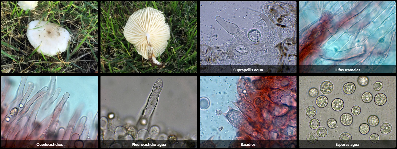 Microscopía de Oudemansiella cubensis
