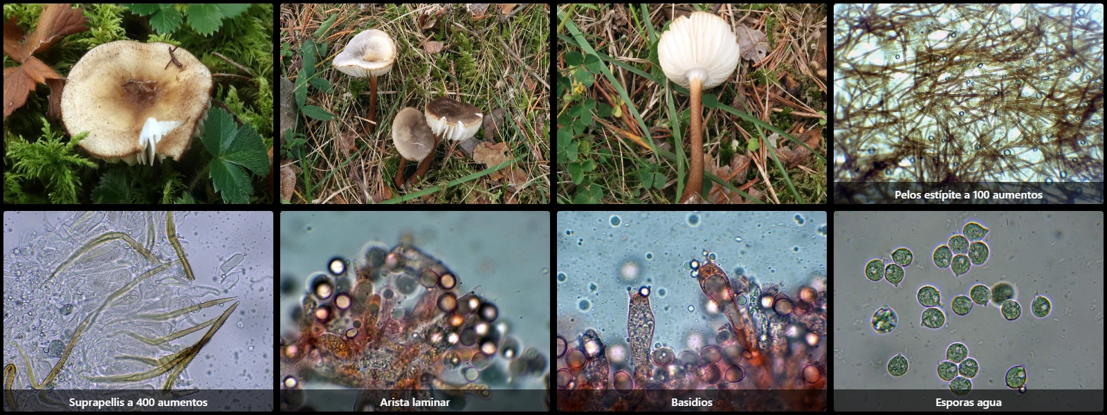 Microscopía de Oudemansiella melanotricha